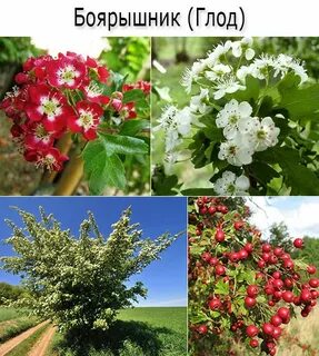 Боярышник ярус