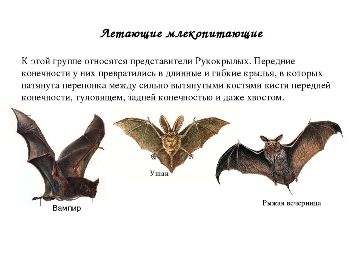 Летающие млекопитающие характеристика. Отряд рукокрылые представители и характеристика. Представители отряда рукокрылые биология 7 класс. Признаки, характерные для представителей отряда рукокрылые. Млекопитающее способное к полету