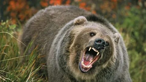Bear hole