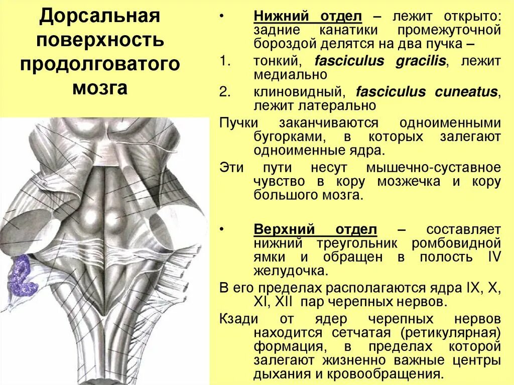 Ядра черепных нервов продолговатого мозга. Ретикулярная формация продолговатого мозга. Ромбовидная ямка головного мозга. Дорсальная поверхность ствола головного мозга. Ромбовидная ямка и структуры ствола мозга.