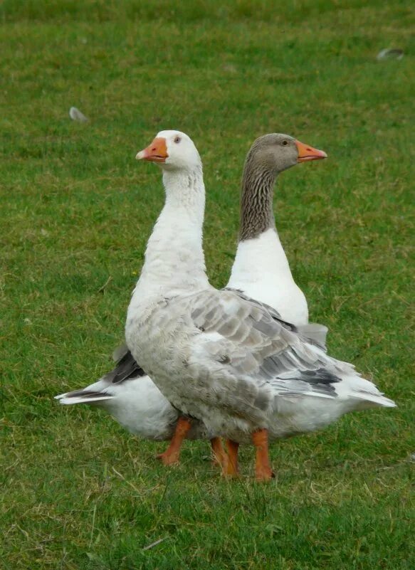 серый и белый гусь. серый и белый гусь. два один белый один серый. два один белый один серый. серый гусь и белый гусь.