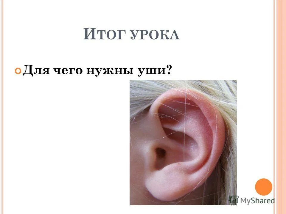 Ухо слышит предложение. Ухо слышит предложение