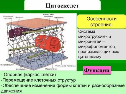 Цитоскелет функции и особенности