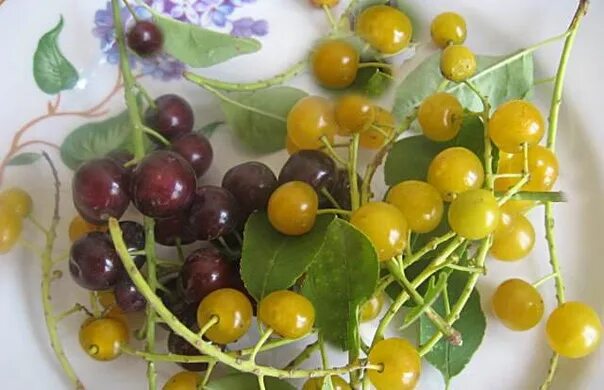 Черемуха виргинская желтоплодная семена купить недорого