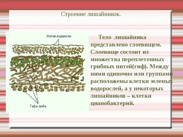 Строение лишайника 5 класс биология. Грибы и лишайники строение клетки. Внутреннее строение лишайника 5 класс биология модель. Строение лишайника 5 класс биология рисунок. Функция водоросли в лишайнике