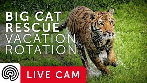 Big cats live all around