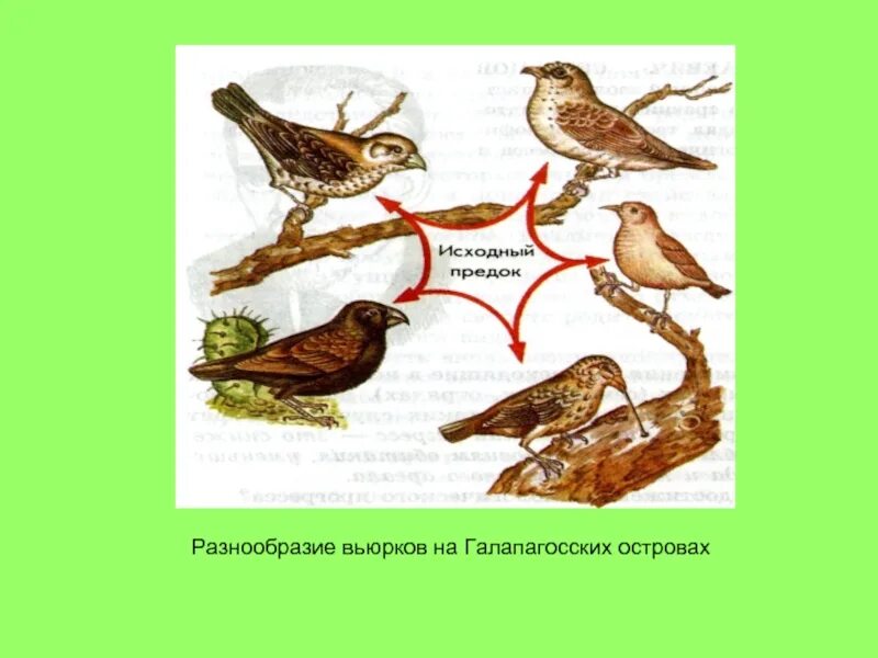 Разнообразие вьюрков. Галапагосские вьюрки идиоадаптация. Разнообразие Вьюрков на Галапагосских островах. Вьюрки Дарвина.