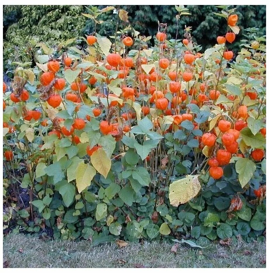 физалис кустовой. физалис растение. физалис рассада. физалис кустовой. физалис посадка.