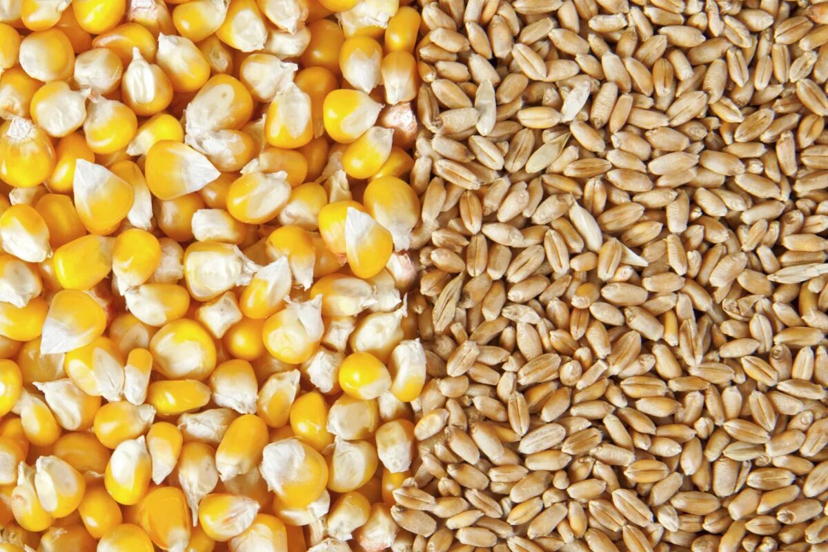 Семена гороха овса. Ячмень кукуруза. Кукуруза овес пшеница. Зерно пшеница ячмень кукуруза. Пшеница, ячмень, кукуруза, рис, овес, зернобобовые..