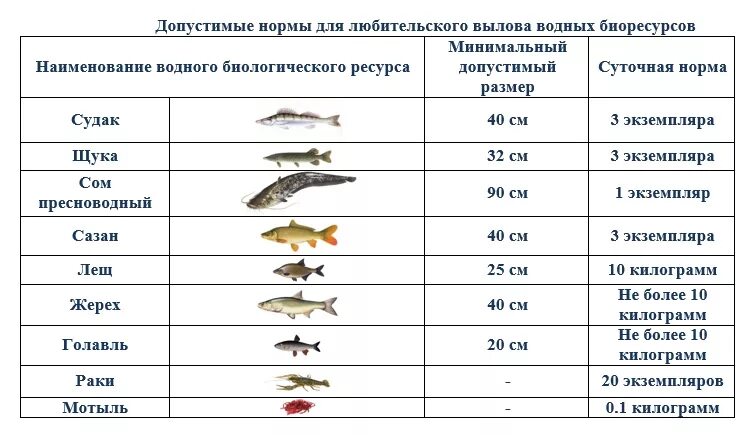 До какого числа запрет на щуку. Разрешённый размер вылавливаемой рыбы. Размер окуня разрешенного к вылову. Размер судака разрешенный к вылову. Размер рыбы разрешенной к вылову.