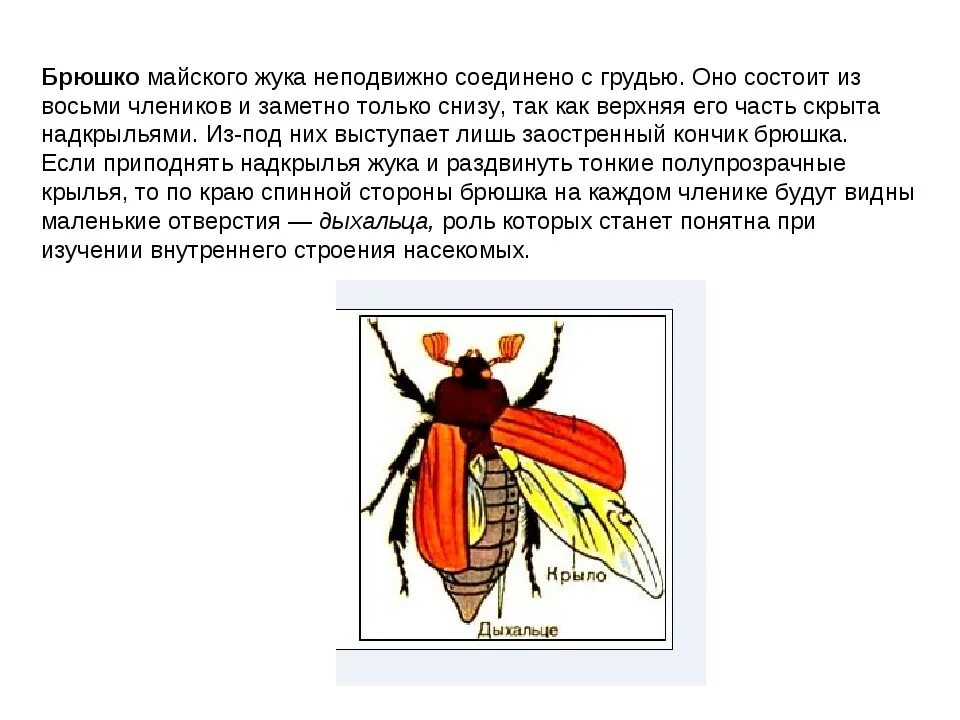 Рассмотрите брюшко найдите на нем насечки. Внешнее строение майского жука. строение майского жука. брюшко насекомых. брюшко жука.