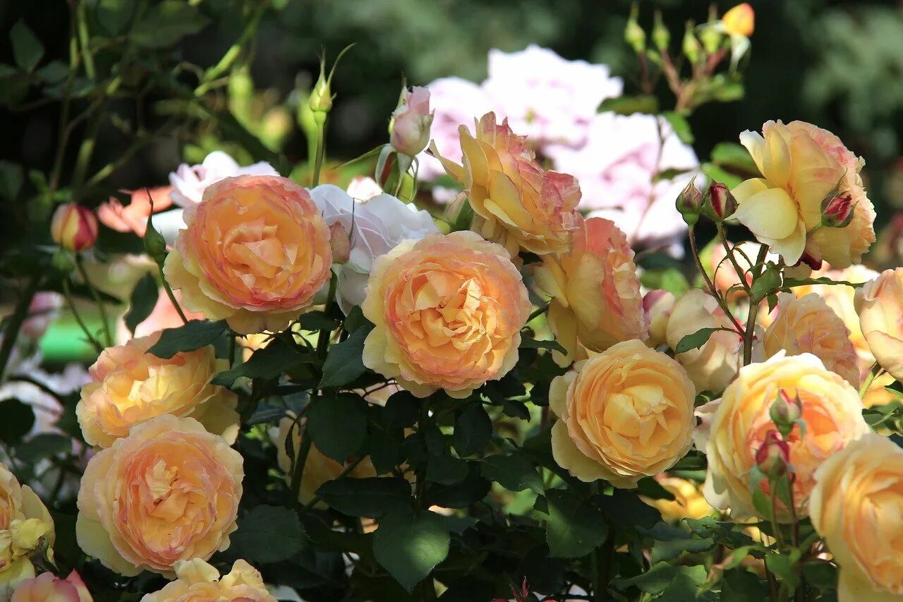 Роза уэлл бинг. Роза уилл бинг. Роза well-being (уэлл биинг). Роза уилл бинг. Роза шраб уэлл биинг (well being).