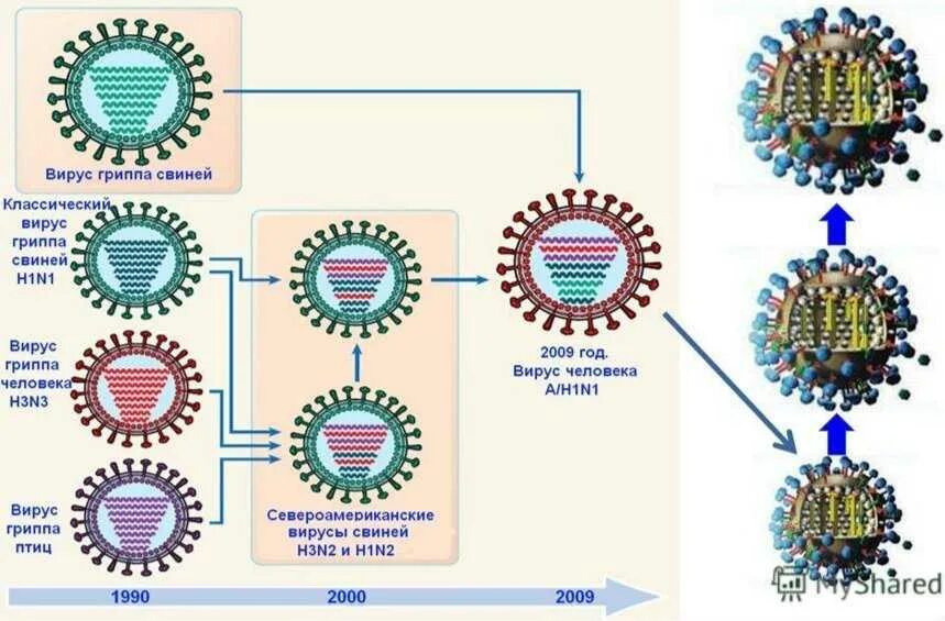 Схема строения вируса гриппа. Мутации вируса гриппа. Схематическая структура вируса гриппа. Вирус гриппа схема. Варианты вируса гриппа