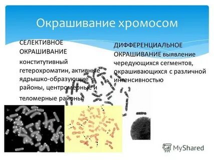 Типы окраски хромосом