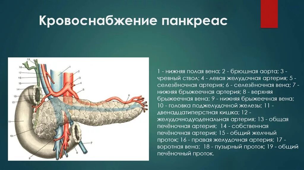 Правая желудочная вена. Артерии чревного ствола. Гастродуоденальная артерия ветви. Поджелудочно 12 перстная артерия. Поджелудочно двенадцатиперстная Вена.