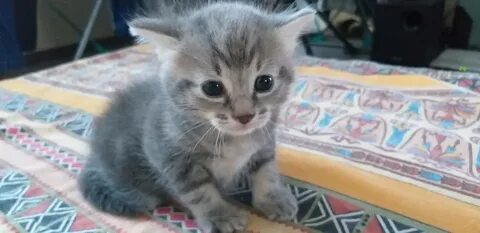 Котята в мурманске в добрые