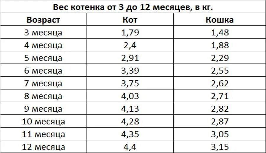 Вес обычного котенка по месяцам таблица норма. Таблица веса котов по месяцам. Рост и вес котят по месяцам таблица. Вес котенка по месяцам таблица.