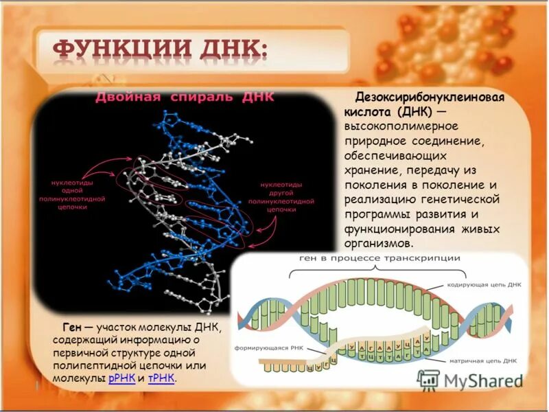 Химические соединения днк. Дезоксирибонуклеиновая кислота (ДНК), функции.. Функции молекулы ДНК. Функции дезоксирибонуклеиновой кислоты.