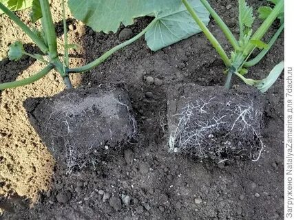Кабачковая корень