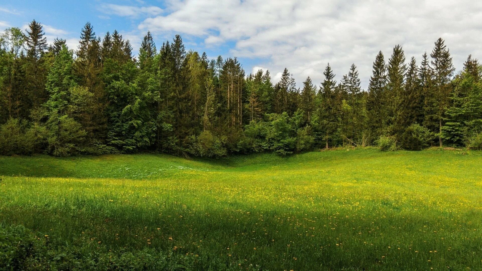 Keu kz. Лесная Поляна Ленинградская область. Лужский район лето лес. Лесная опушка Сергиево-Посадский район. Лесная Поляна (Полянка) 1897.