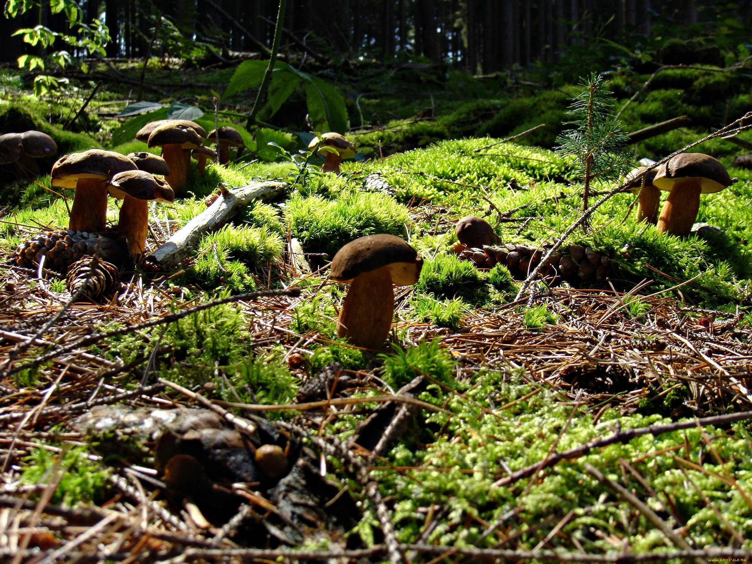 Грибная поляна фото. Грибной лес. Грибная Поляна в лесу. Поляна грибов. Поляна грибов в лесу.