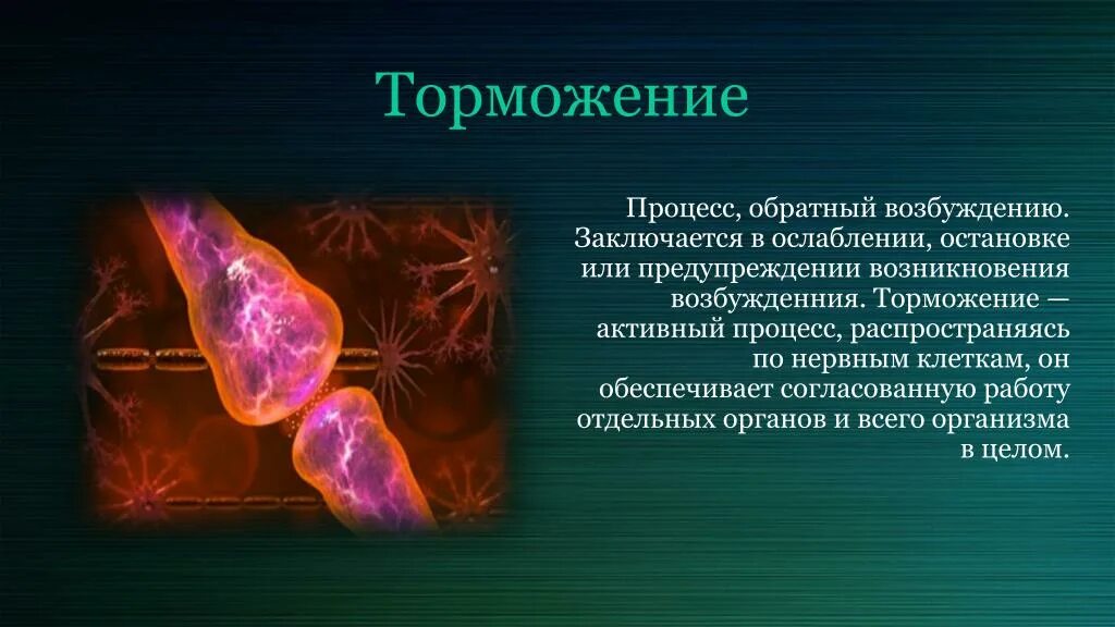 Процесс возбуждения нервных клеток. Активное торможение. Обратный процесс торможения. Процессы возбуждения торможения ( воображение). В чем заключается сущность процессов возбуждения.