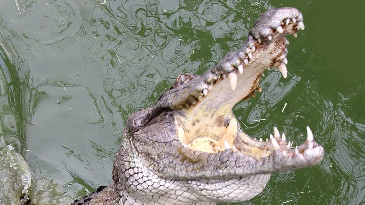 Купить крокодил про. Гребнистый крокодил нападает. Гребнистый крокодил против бегемота. Нильский крокодил. Гребнистый крокодил vs Нильский крокодил.