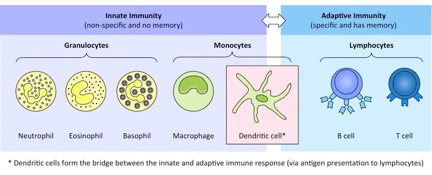 Non specific view. Leukocytes function. type of leukocytes. non specific immunity. monocytes.