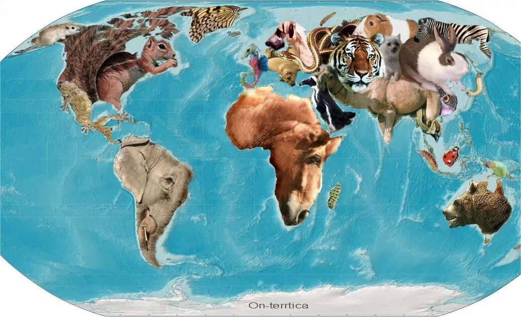 Животные земли. Животные по континентам. Континенты в виде животных. Животные планеты земля.