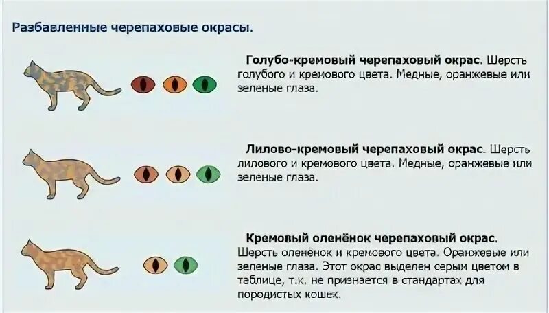 Наследование окраса у кошек. Окрас шерсти кошек классификация. Схема окраса кошек. Окрасы кошек таблица.