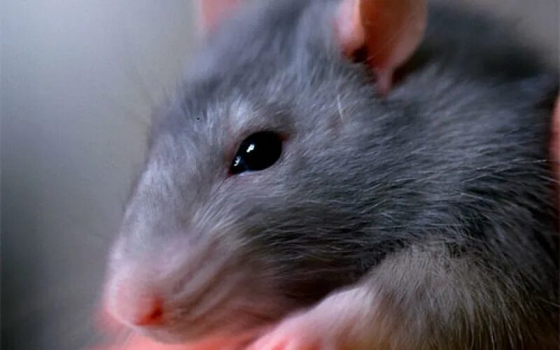 Blue rat. Blue rat