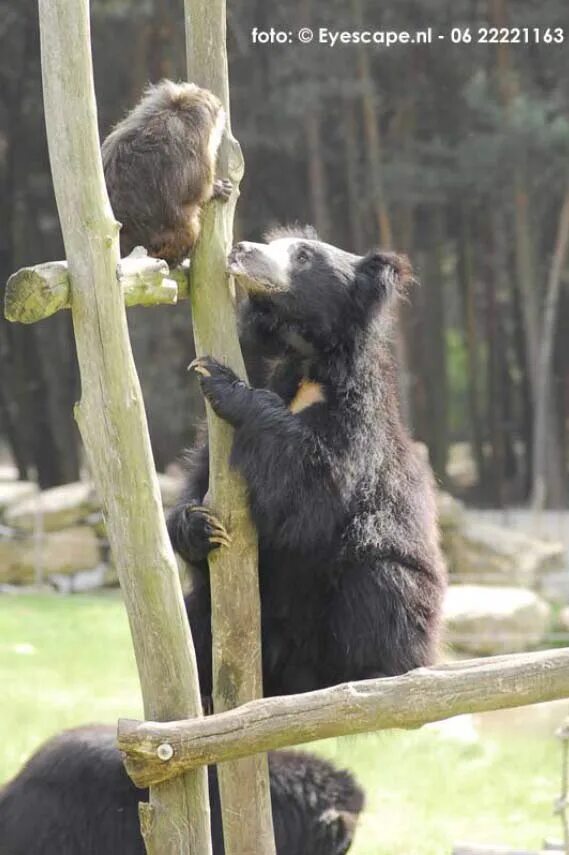 Bear monkey. Медведь и обезьяна. Павиан африканских саванн. Donkey elephant bear lion: seal monkey wohle. Мартышка и медведь.