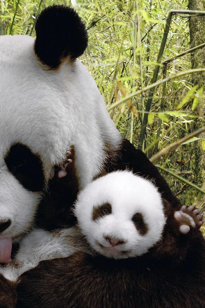 Панда сколько детенышей. Семья панд. Бейби Панда Панда. Панда с детёнышем. Панда обои.