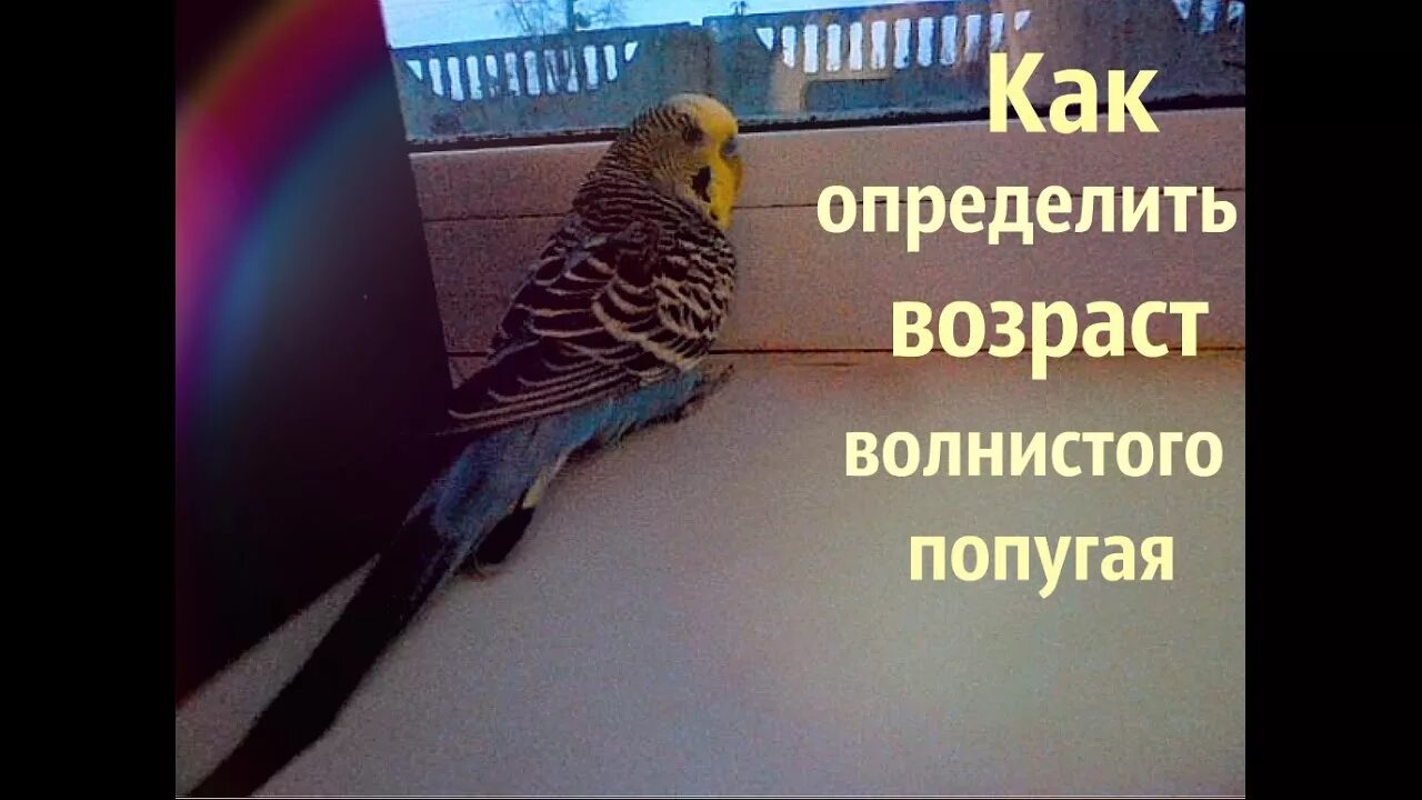 Сколько лет попугаю по человеческим