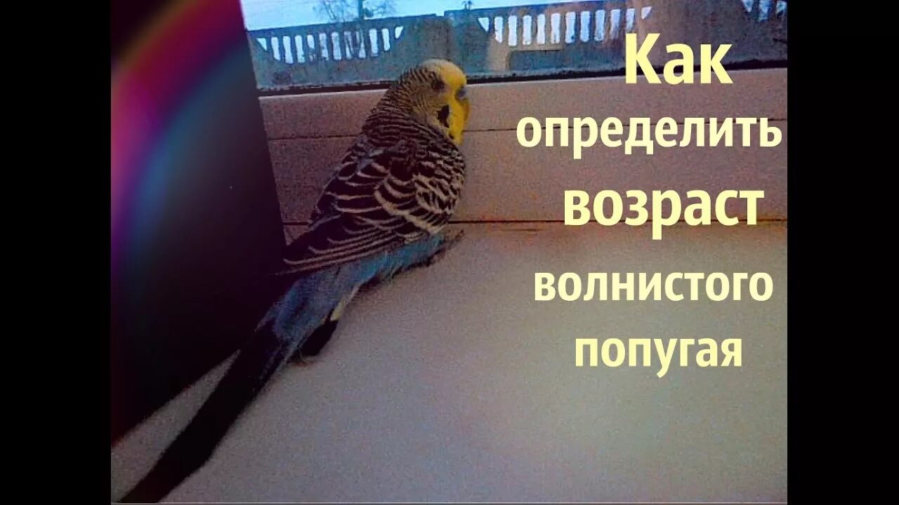 Сколько лет попугаю по человеческим. Как определить Возраст попугая. Как узнать Возраст попугая волнистого. Волнистый попугайчик Возраст. Как понять Возраст волнистого попугая.