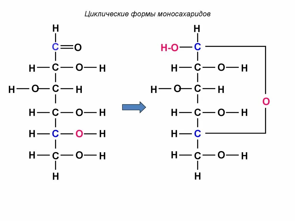 Моносахарид сканворд. Циклические формы моносахаридов. открытые и циклические формы моносахаридов. циклические углеводы. циклические формы углеводов.