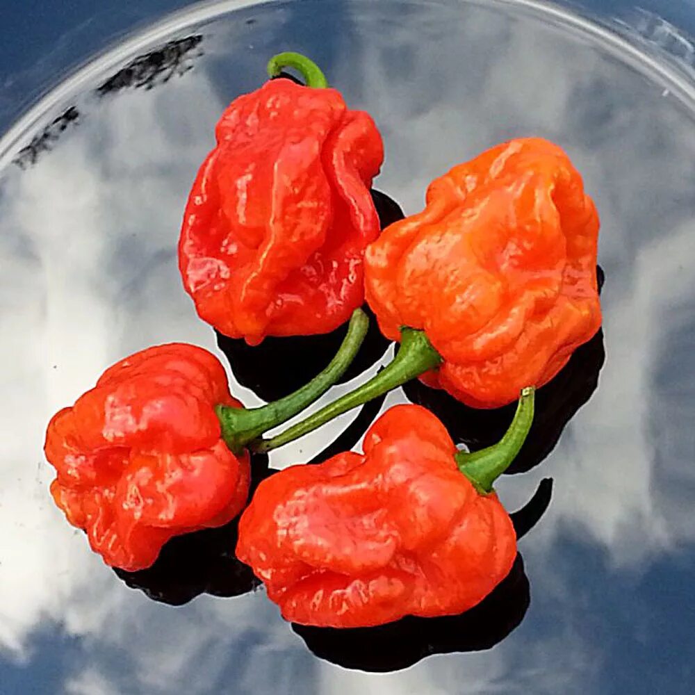 Острый перец каролина рипер. Каролина рипер. Самый острый перец каролина. Острый перец каролина рипер. Перец chili infinity.