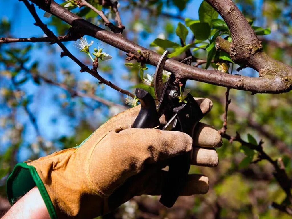 Чем подкормить фруктовые деревья весной. Обрезка плодовых деревьев. Обрезка деревьев весной вишня. Обрезка вишни после сбора урожая. Обрезка черешни после сбора урожая.