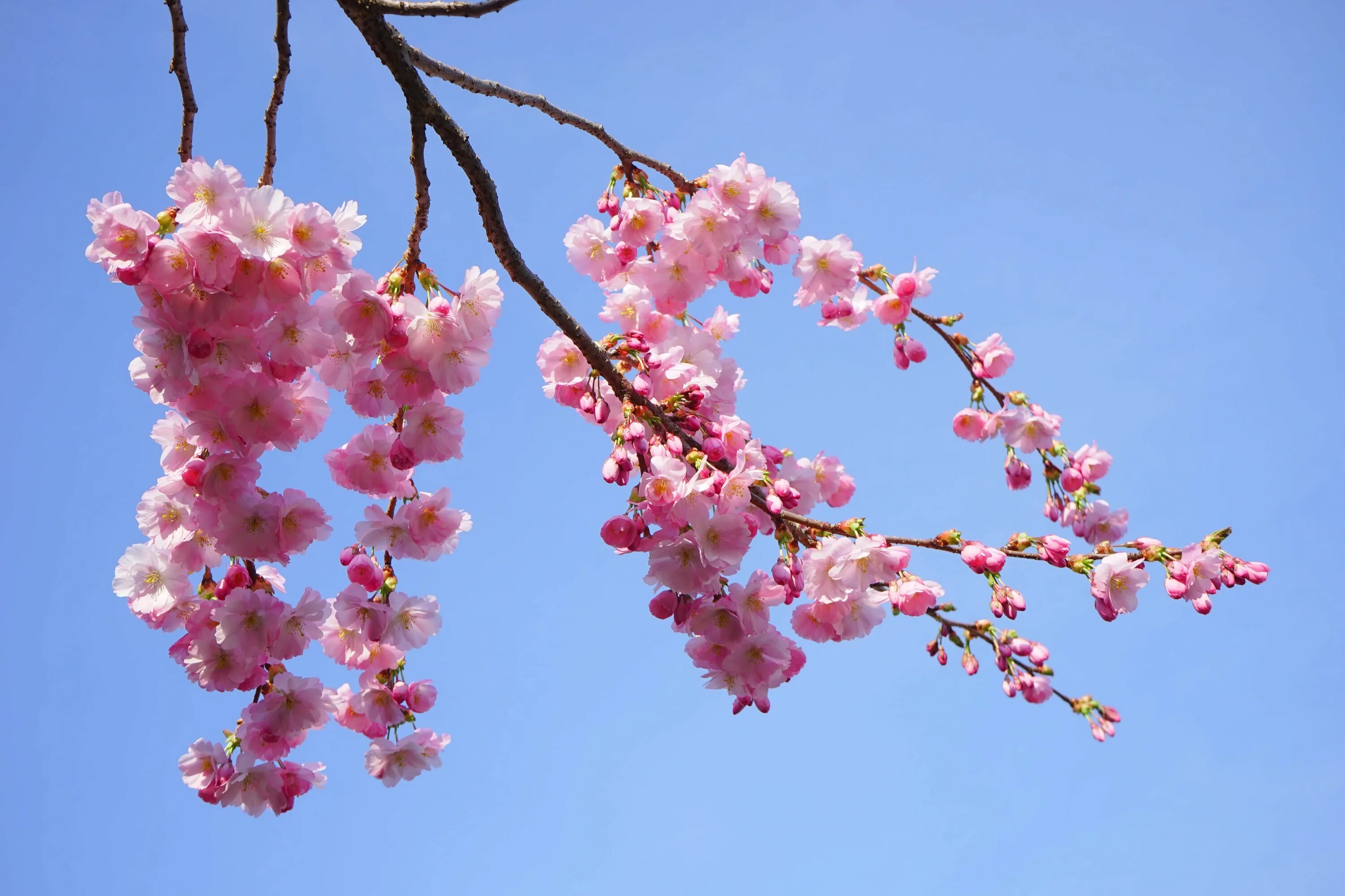 Japanese blossom. Черри блоссом дерево. Pink черри блоссом дерево деревья. Сакура черри блоссом. Черри блоссом цветет.