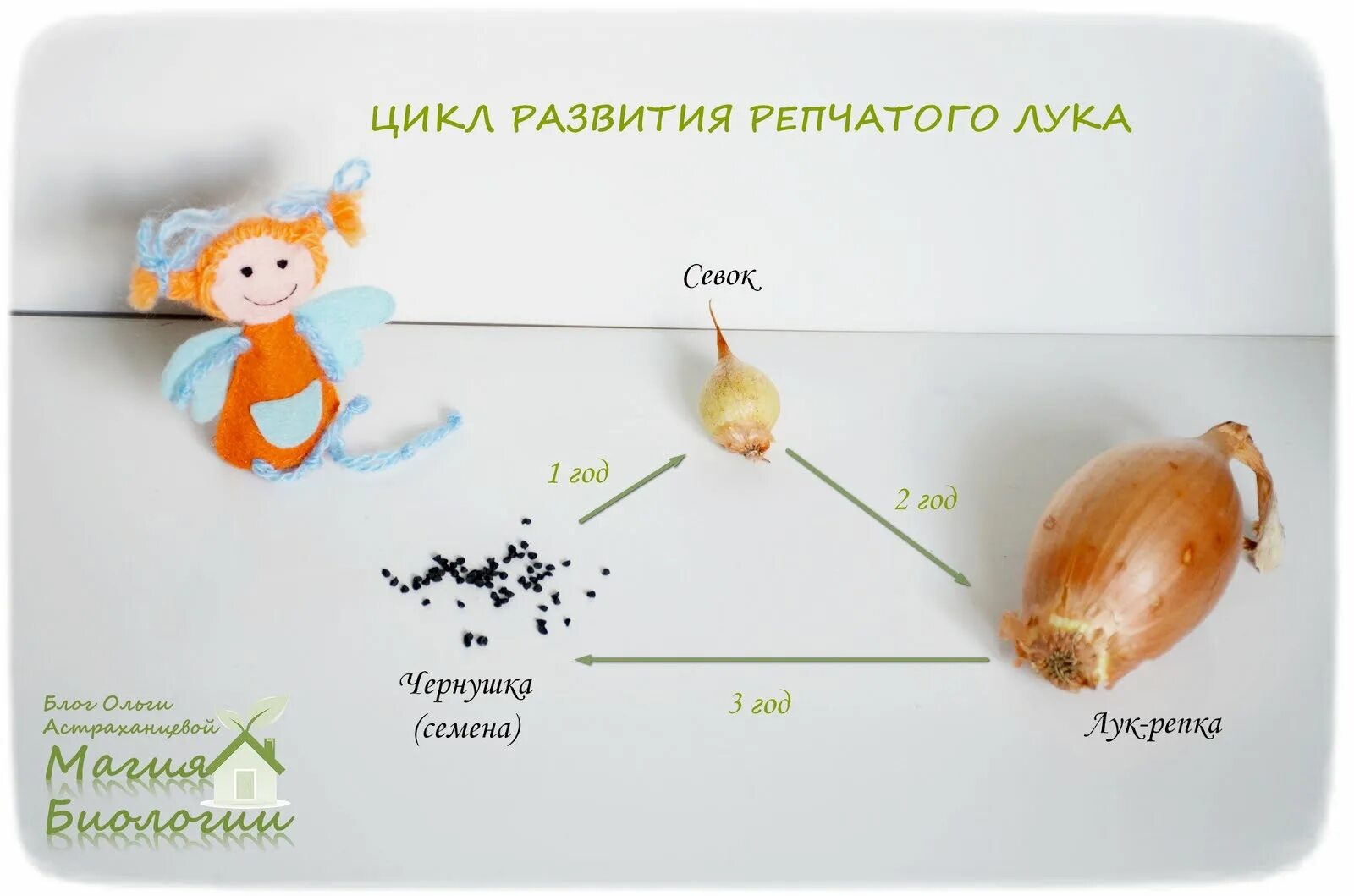 Развития луковая. Развития луковая