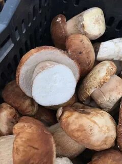 Продам свежие грибы