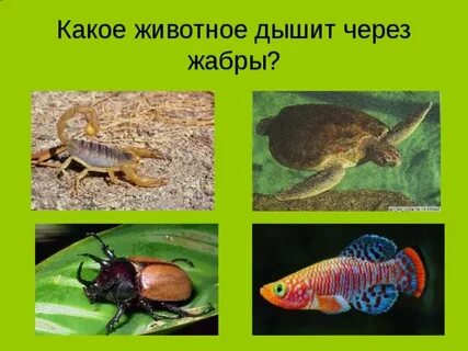 Животные которые дышат с помощью легких примеры