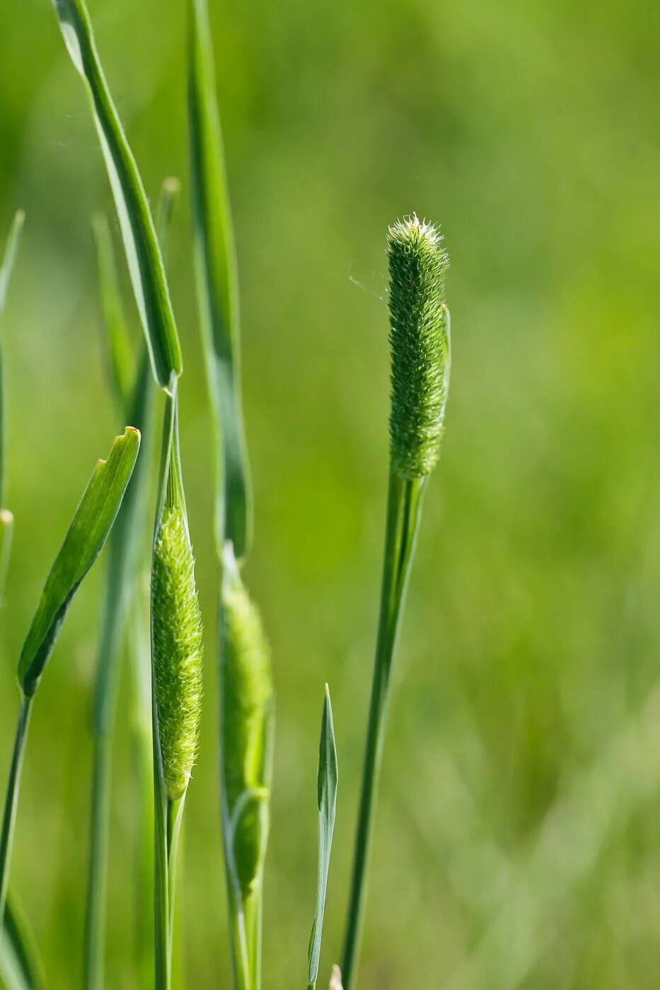 Как выглядит тимофеевка. Тимофеевка Степная (Phleum phleoides). Лисохвост Луговой (Alopecurus pratensis).. Тимофеевка Луговая листья. Тимофеевка Луговая Плантариум.