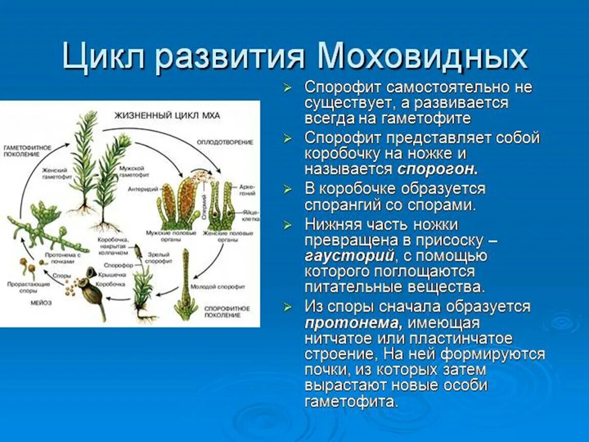 Спорофит какое поколение. Размножение моховидных растений. Размножение и жизненный цикл мхов. Спорофит мха цикл. Спорофит и гаметофит у мхов.