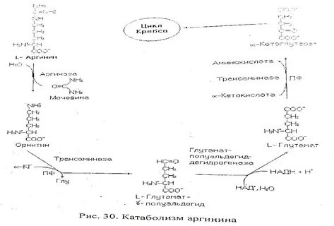Особенности обмена и роль аргинина
