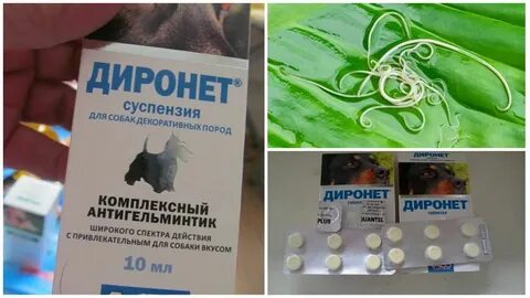Можно ли собакам таблетки от аллергии