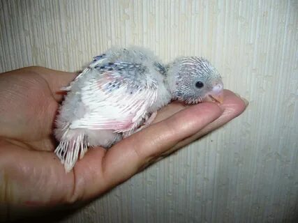 Птенцов по составу
