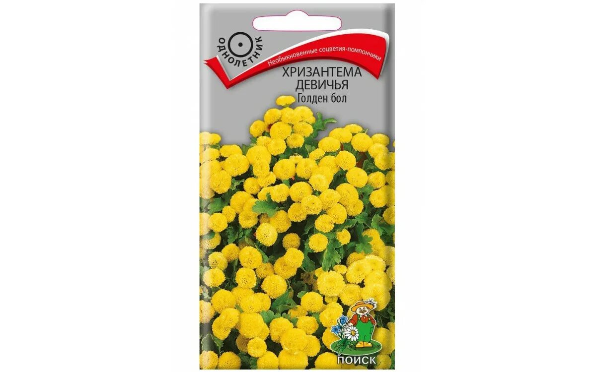 Пиретрум голден бол. Хризантема девичья сноу бол. Хризантема пиретрум снежный шар. Хризантемы девичьи голден бол. Хризантема девичья голден бол.