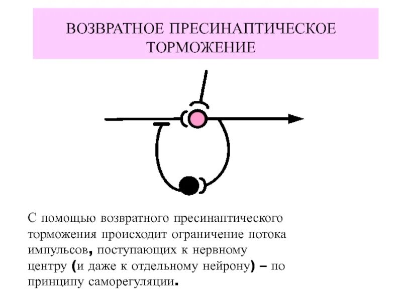 Пресинаптическое торможение. Контур возвратного торможения. Механизм возвратного торможения. Возвратное торможение