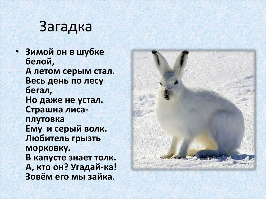Животные зимой загадки. Загадки про зайца шубку зимнюю. Шубка зайца зимой. Зимой белый летом серый загадка. Зайцы зимой живут возле деревни впр ответы